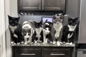 30 фото, доказывающих, что кошки участвуют в тайном заговоре и готовят переворот