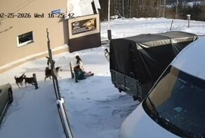 Нападение собак на женщину в Нерюнгри