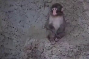 Малыш Панч машет посетителям зоопарка