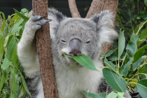 Коала: глупость этого зверя запредельна