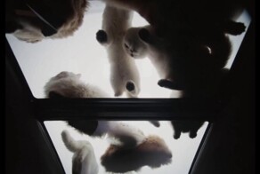 Забавная реклама автомобиля