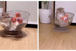 Упорный, но не слишком сообразительный кот