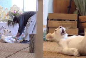 Забавная игра со львёнком попала на видео