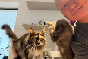 Китаец заработал $23 000 за неделю, работая кото-няней