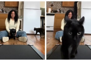 Тренировка кота на беговой дорожке