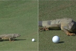 Игуана устроила диверсию на соревнованиях по гольфу