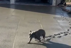 Щенок прогулялся по свежему бетону