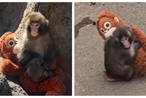 Google запустила специальную анимацию в поиске в честь обезьянки Панча