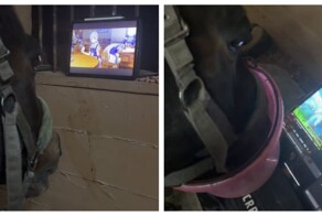 Конь-анимешник