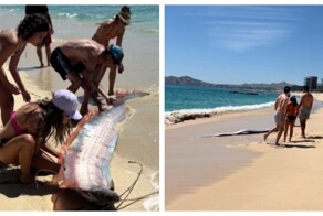 Женщины спасли сельдяных королей