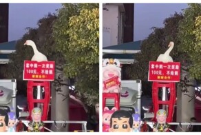 Гусь стал звездой новогодних праздников в Китае