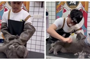 Злой и нервный клиент грумера