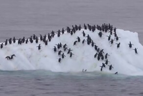 Комичный эпизод из жизни пингвинов