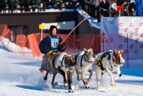 Олени поражают своей скоростью на конкурсе оленеводов