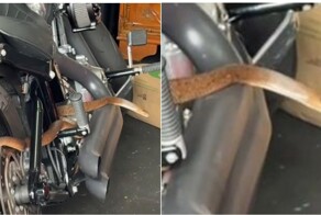 Крупная ядовитая змея забралась на мотоцикл