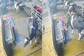 Корова решила дать отпор работнице фермы