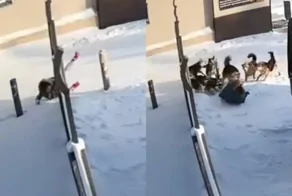 Стая бродячих собак напала на сотрудницу отеля