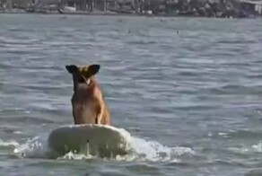 Пёс обожает сёрфинг