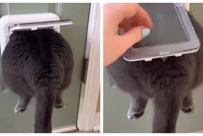 Кот зашёл не в ту дверь