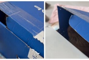 Пушистый контролёр