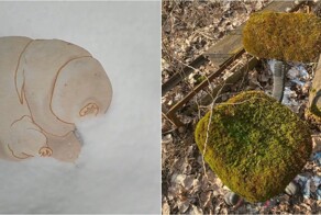 Кто на самом деле живёт в обычном мху