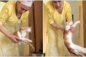 Как выжимать кота после купания