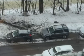 Бобёр устроил «лесозаготовку» во дворе и повалил дерево на припаркованные машины