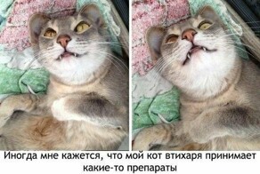 Весëлые картинки