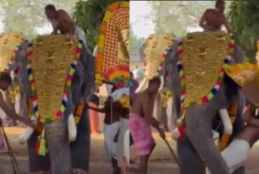 Слон на фестивале в Индии подбросил мужчину в воздух