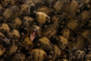 9 реально странных фотографий дикой природы