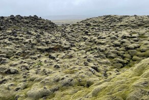 Мох Исландии, сумевший скрыть последствия ужасной катастрофы