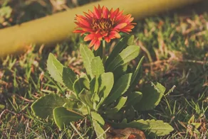 Весна в объективе: 25 удивительных подарков природы, мимо которых мы проходим каждый день