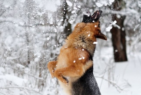 Уникальные фотографии (20 фото)