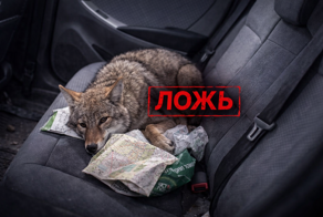 Правда ли, что больные животные специально выходят за помощью к людям?