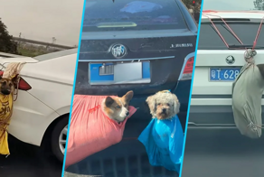 Мешки с лапками: дикий способ перевозки собак и кошек китайцами