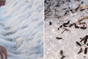 Почему на снегу появляются «снежные блохи»: что это за странные насекомые