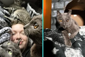 Купив дом, хозяева обнаружили, что там живут десятки кошек