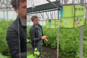 Новые шмели в теплице: как насекомые начинают работу и разведку