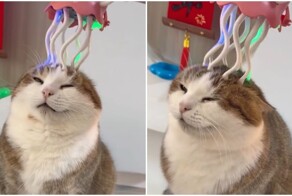 Высшая степень кошачьего наслаждения