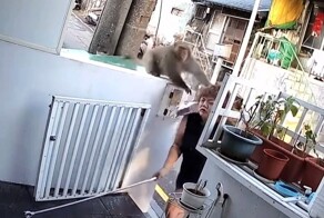 Обезьяна украла еду из дома женщины, а затем ударила её