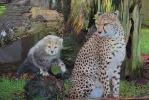 Как мяукают гепарды