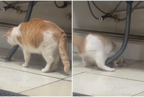 Профессионал: кошка ловит крысу