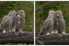 Совиные поцелуи