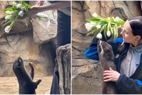 Выдры радуются тюльпанам