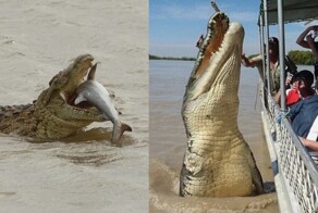 Гребнистый крокодил: так вырос, что ушёл в океан