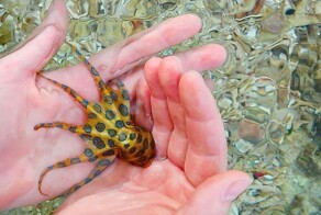 Синекольчатый осьминог: его яда хватит на 30 человек!