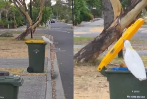 Попугай показал навыки сортировщика мусора