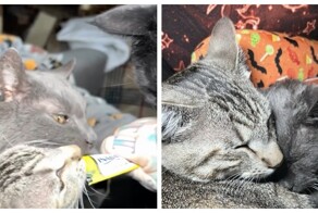 Пара купила дом и обнаружила в нём несколько десятков кошек