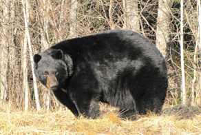 Барибал: американский медведь. Чем он отличается от русского?