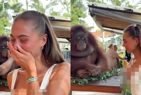 Орангутан рассмешил девушку неожиданным жестом